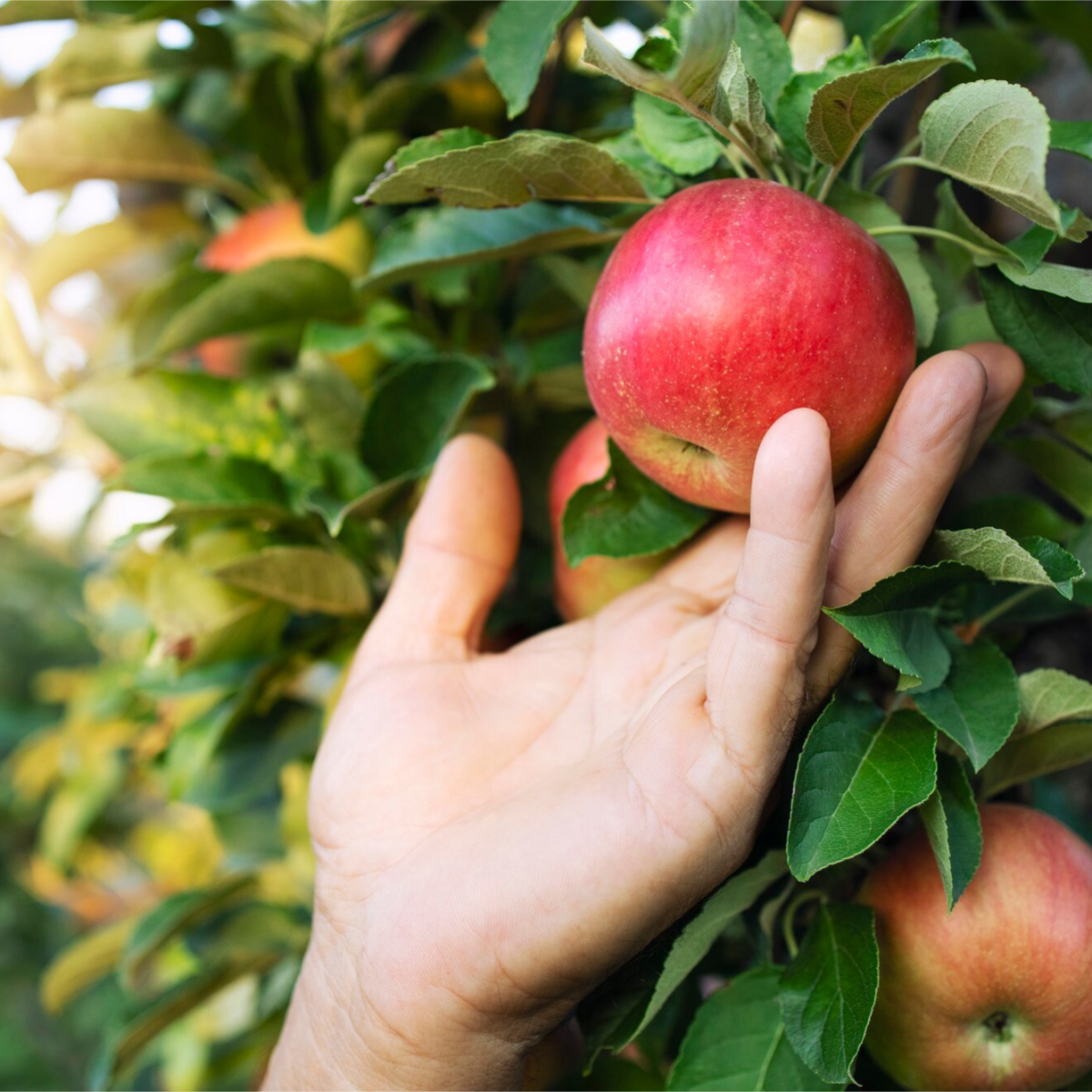 Producteurs locaux Allez Fruits